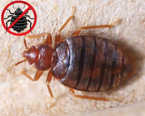 Bed Bug Treatment