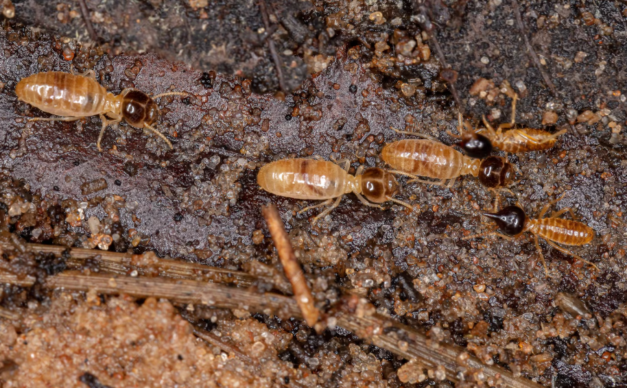 Termite Control